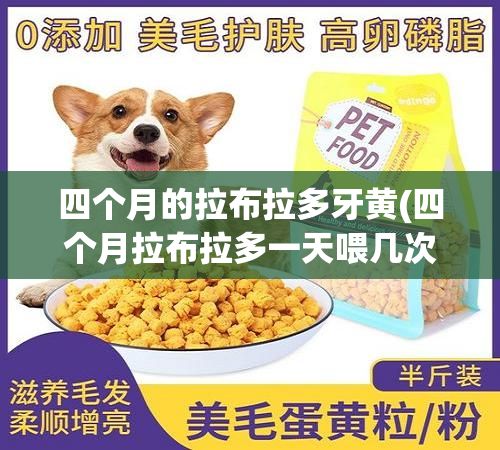 四个月的拉布拉多牙黄(四个月拉布拉多一天喂几次)