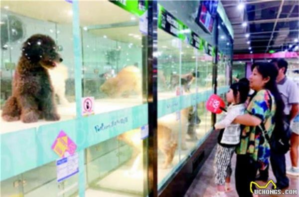 怎样开好一个宠物店?