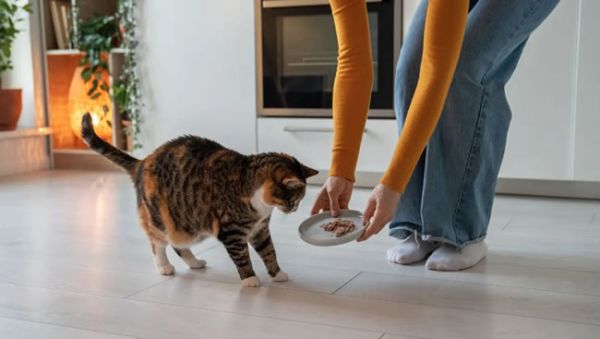 猫咪的喂食频率：几次才算合适？ 猫咪