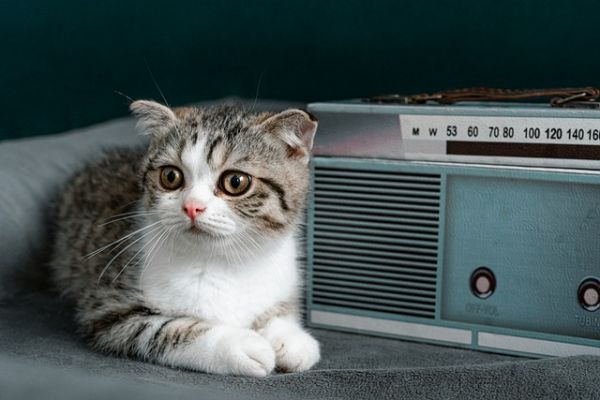 猫粮成分表怎样是合格的