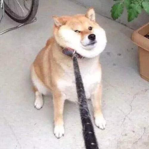 情头一人一狗