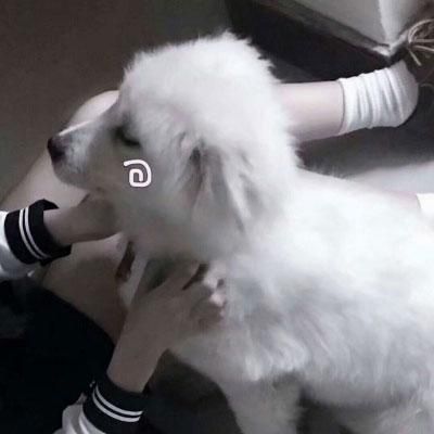 情头一人一狗