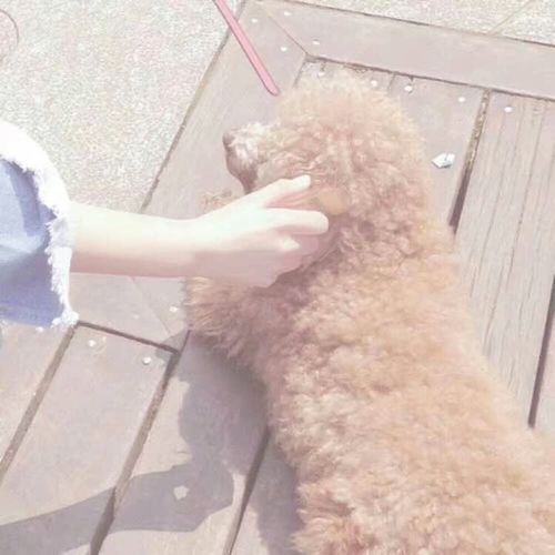 情头一人一狗
