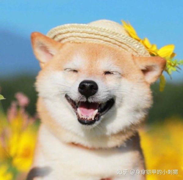 敲可爱卡哇伊治愈系的微笑狗狗向日葵图片