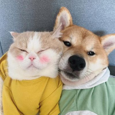 狗狗情侣头像
