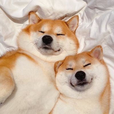 狗狗情侣头像