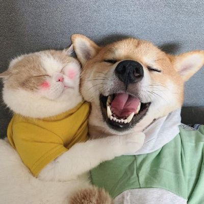 狗狗情侣头像