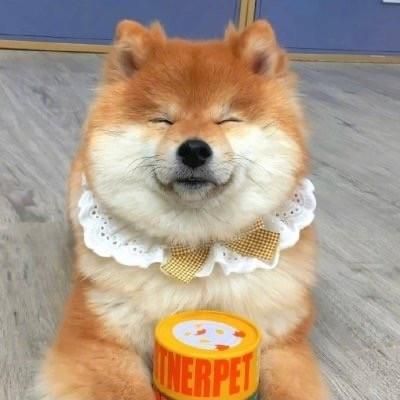可爱萌宠头像