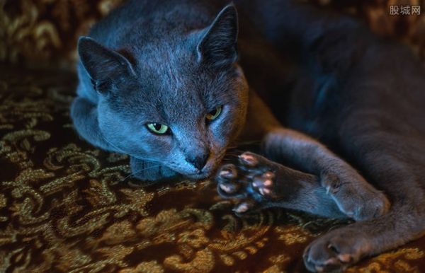 蓝猫品种
