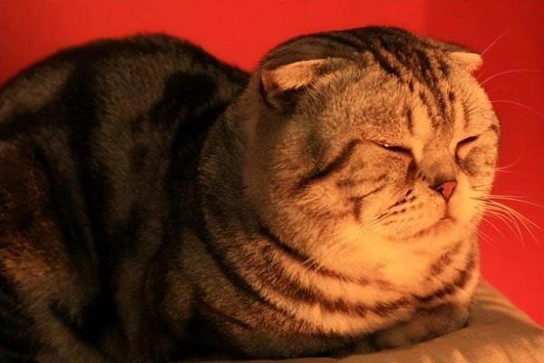折耳猫蓝猫多少钱一只