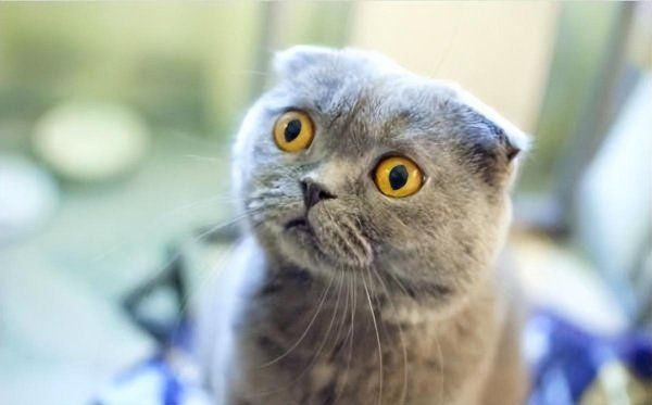 折耳猫蓝猫多少钱一只