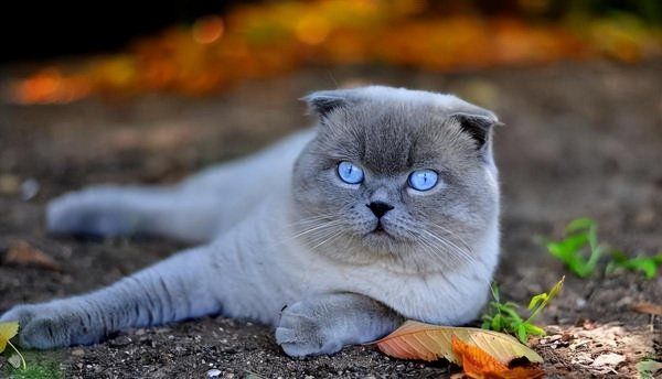 折耳猫蓝猫多少钱一只