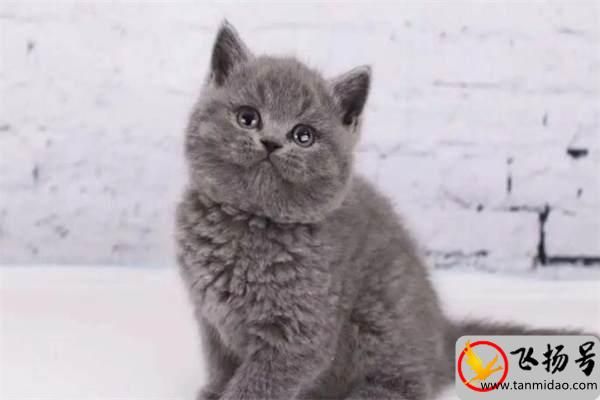 蓝猫价格多少钱一只（养蓝猫最忌讳什么）-第1张图片-飞扬号