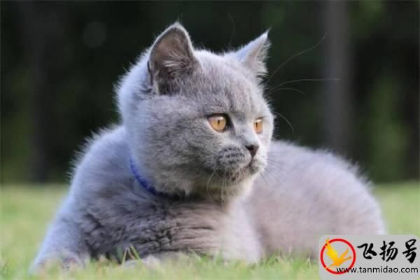 蓝猫价格多少钱一只（养蓝猫最忌讳什么）-第2张图片-飞扬号