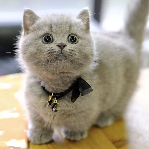 买一只猫咪大概多少钱（100元以内宠物猫）