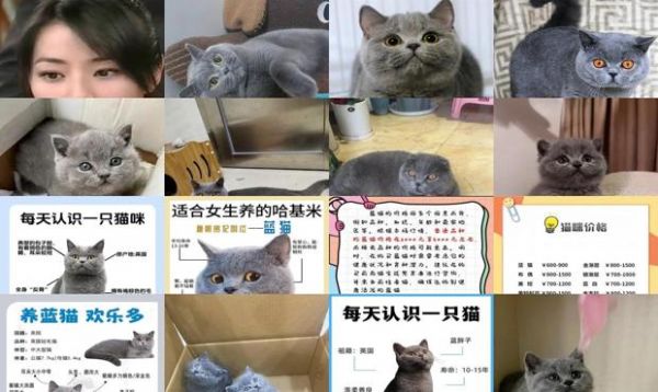 蓝猫价格多少