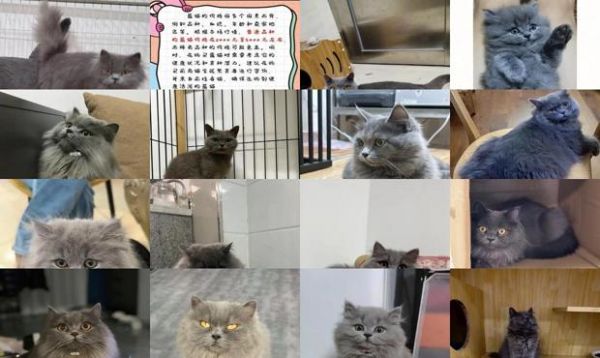 长毛蓝猫多少钱一只