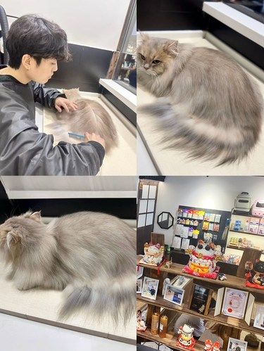 喵咪洗护之旅｜一爪猫澡堂