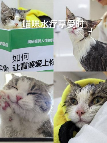 喵咪水疗享受时