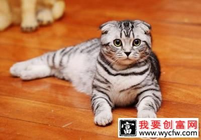 猫咪是非常任性的动物