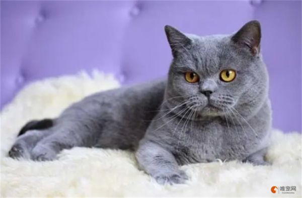 常见宠物猫品种 适合新手的有哪些