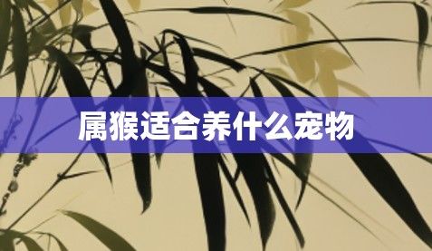 属猴适合养什么宠物
