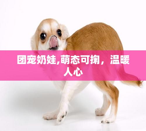 团宠奶娃,萌态可掬，温暖人心