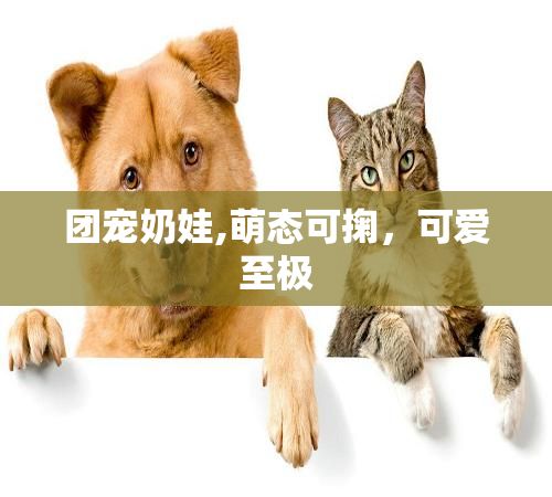 团宠奶娃,萌态可掬，可爱至极