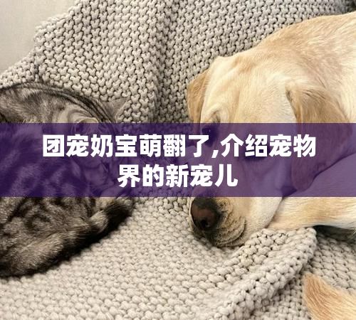 团宠奶宝萌翻了,介绍宠物界的新宠儿
