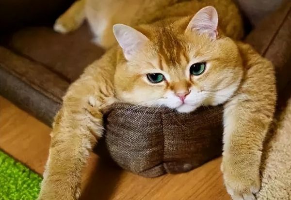 猫细小会传染给狗吗？猫细小与犬细小的区别