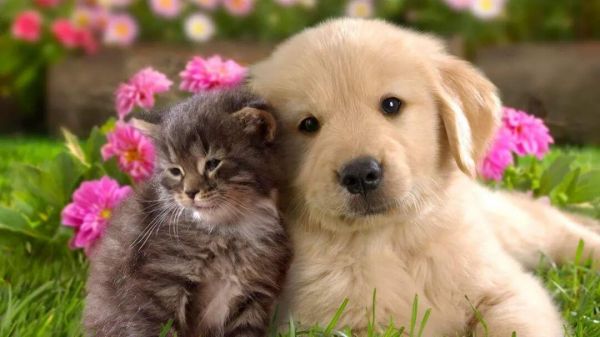 猫细小会传染给狗吗？猫细小与犬细小的区别
