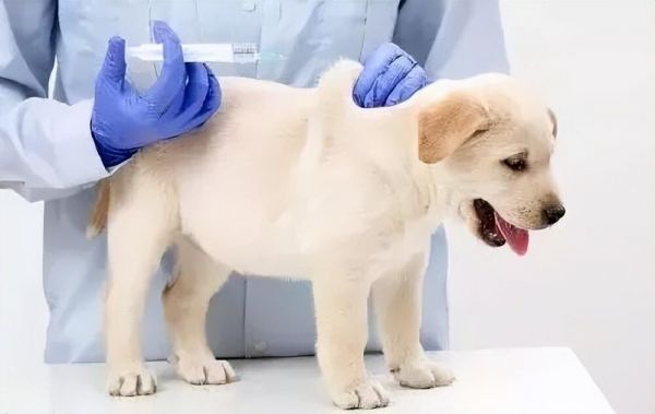 猫细小会传染给狗吗？猫细小与犬细小的区别