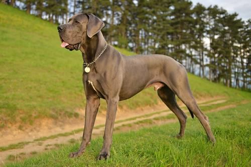 宠物狗大型犬品种有哪些