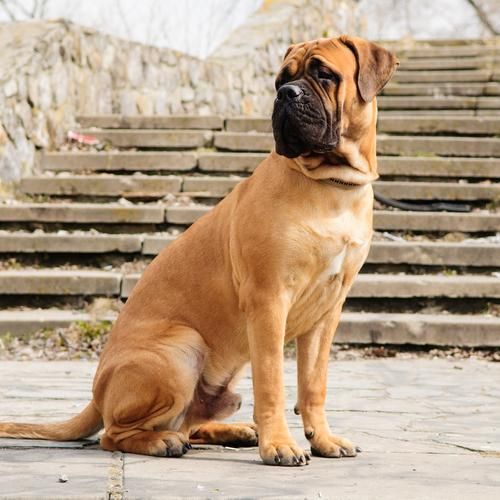 宠物狗大型犬品种有哪些
