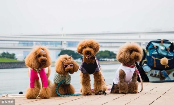 小型犬有哪些，大型宠物犬有哪些品种（只要给它一口饭吃）