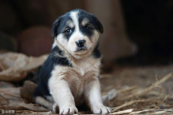 小型犬有哪些，大型宠物犬有哪些品种（只要给它一口饭吃）