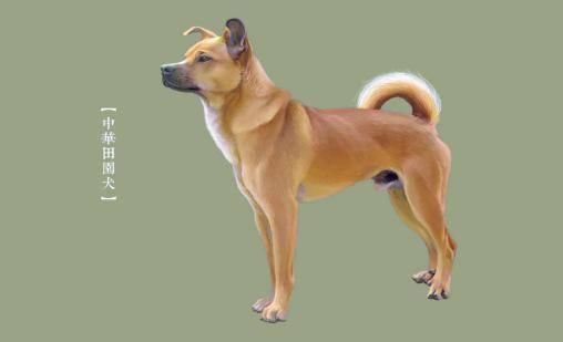 适合家养大型犬品种有哪些