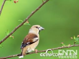 夏季必备：这些鸟类是你的理想宠物选择！