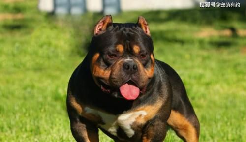 恶霸犬饲养全攻略（安全、健康、快乐的饲养之道）