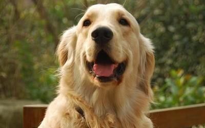 金毛饲养全攻略（如何照顾你的黄金猎犬）
