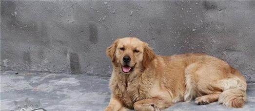 金毛饲养全攻略（如何照顾你的黄金猎犬）