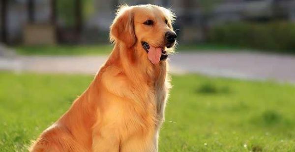 金毛饲养全攻略（如何照顾你的黄金猎犬）