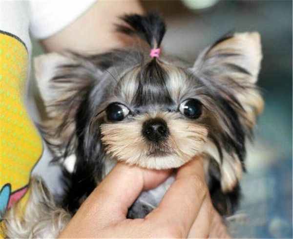 茶杯犬吃什么食物?茶杯犬喂养方法