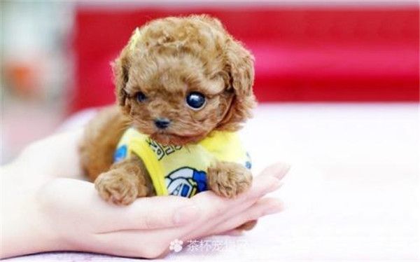 茶杯犬怎么照顾？茶杯犬玻璃胃吃什么