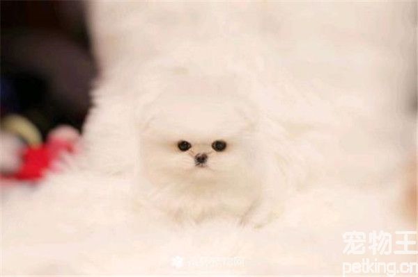 茶杯犬好养吗？养茶杯犬的注意事项