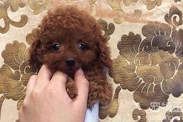 茶杯犬喂食时间怎么选？不同年龄段茶杯犬喂食频率攻略