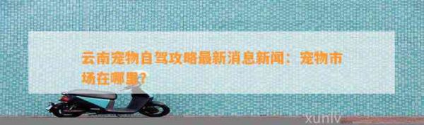 云南宠物自驾攻略最新消息新闻：宠物市场在哪里？