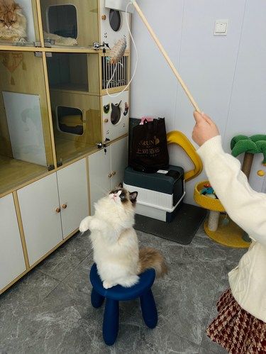 9.9元钓猫1h，小猫咪真的可以治愈一切