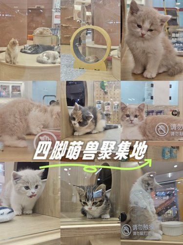 四脚萌宠柔软时光