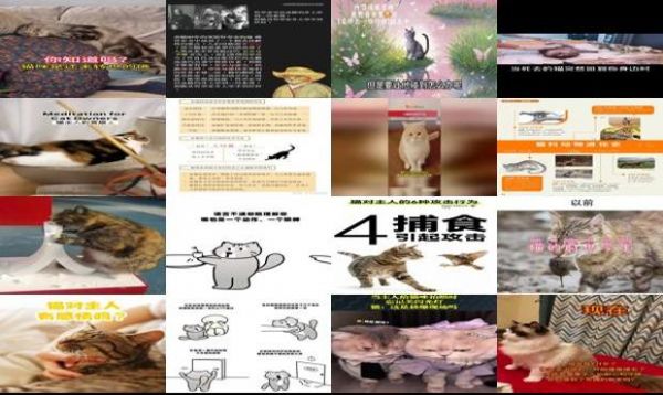 猫与主人的前世关系